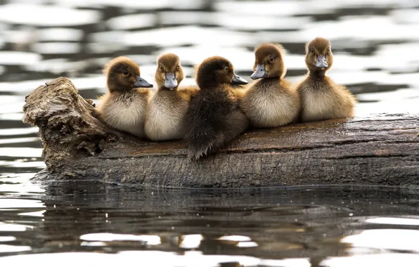 Picture nature, bird, duck