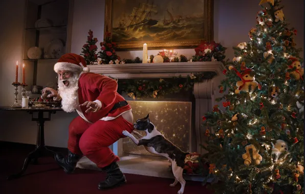 Tree, the situation, dog, humor, fireplace, Santa Claus, Santa was caught!
