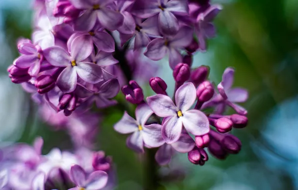 Macro, lilac, inflorescence