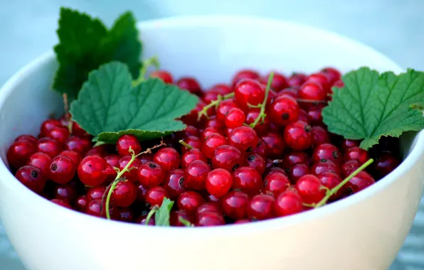Picture leaves, red, berries, food, harvest, Cup, bowl, a lot