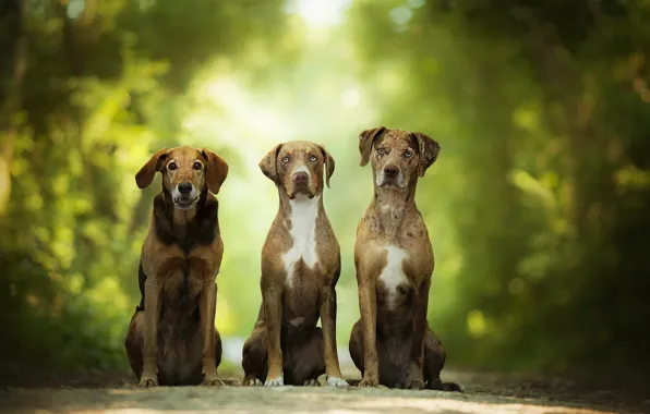 Picture greens, dog, three, bokeh