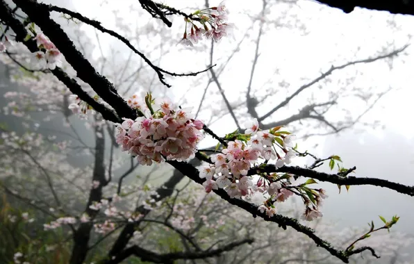 Flowers, tree, gentle, Sakura