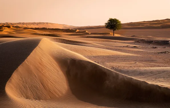 Trees, Oman, nature, desert, Wahiba Sands