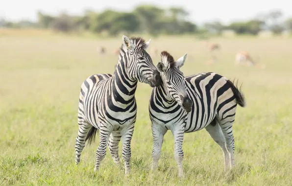 Nature, pose, two, Zebra, pair, Zebra