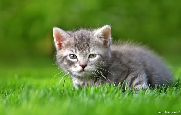 Picture grass, baby, kitty, by Zoran Milutinovic