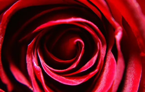 Picture macro, rose, petals, red, rose, red
