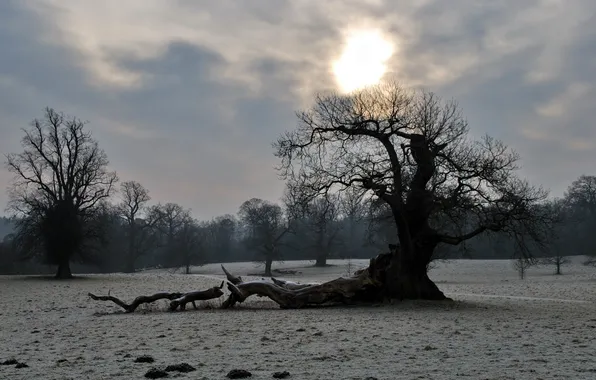 Winter, forest, trees, nature, Park
