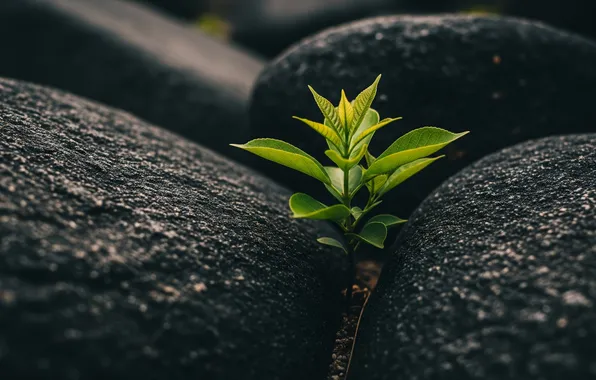 Macro, nature, stones, background, Wallpaper, Rostock, wallpaper, nature