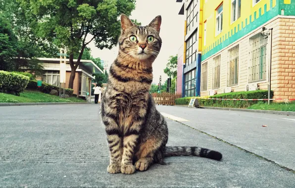 Picture cat, look, street, Koshak
