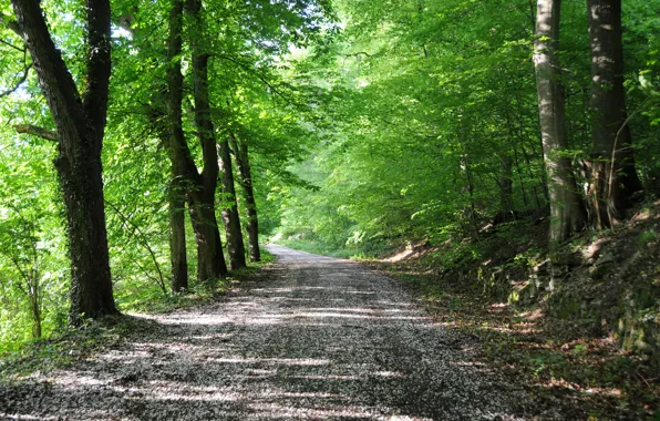 Picture road, forest, summer