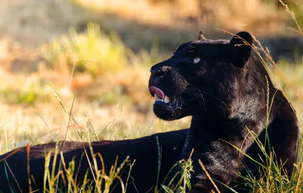 Language, grass, look, face, nature, portrait, Panther, looking up