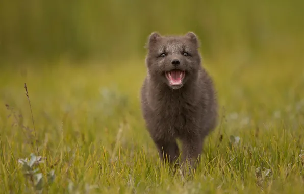 Grass, nature, grey, glade, mouth, walk, face, Fox