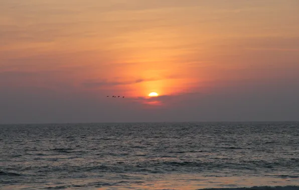 The sun, sunset, birds, nature, the ocean, India