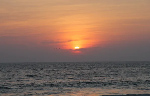 Picture the sun, sunset, nature, the ocean, bird, India