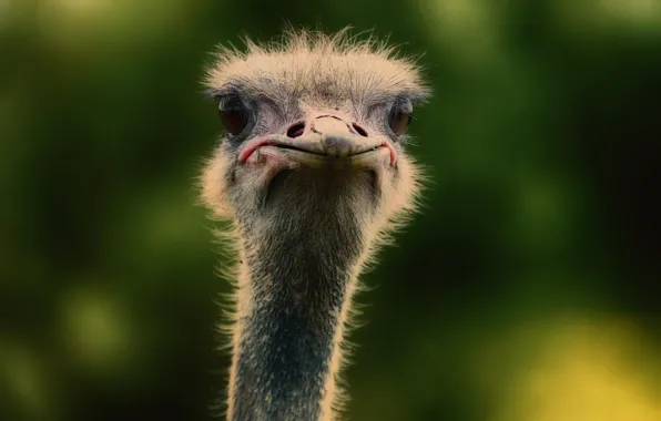 Picture background, bird, ostrich