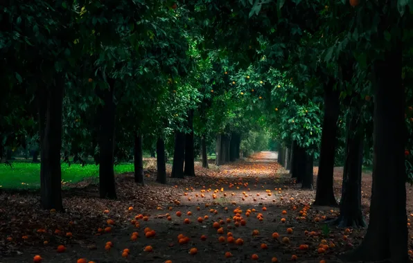 Trees, garden, alley, tangerines, the ground, tangerine trees