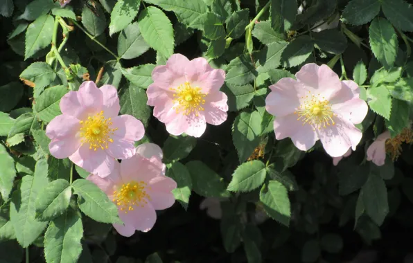 Flowers, Bush, Briar, Meduzanol ©, Spring 2018