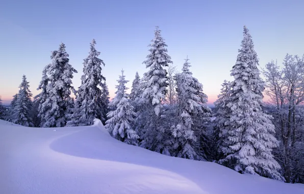 Picture winter, snow, trees, Switzerland, ate, the snow