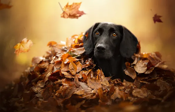 Picture autumn, look, face, leaves, dog, shelter