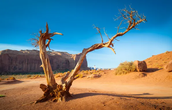 Tree, USA, Monument Valley, Navajo Tribal Park