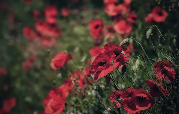 Flowers, Maki, meadow, red, a lot, bokeh, poppy field