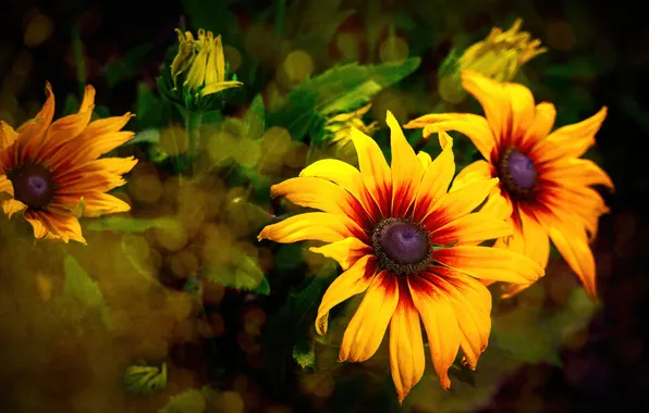 Summer, leaves, flowers, the dark background, bright, Bush, treatment, yellow