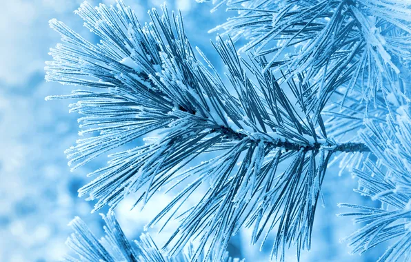 Winter, frost, macro, snow, close-up, nature, branch, needles