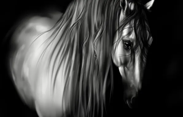 Picture animal, horse, black and white, mane, black background