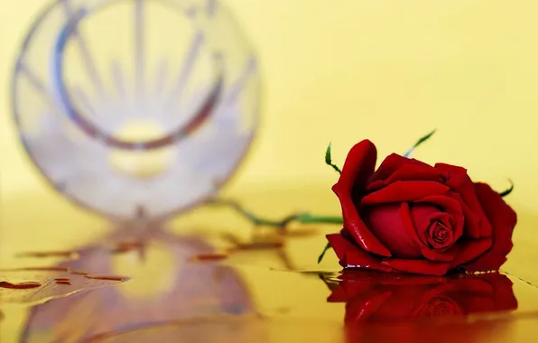 Background, rose, Fall Vase