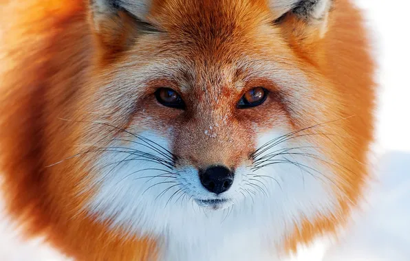 Fox, look, fur