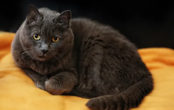 Cat, look, background