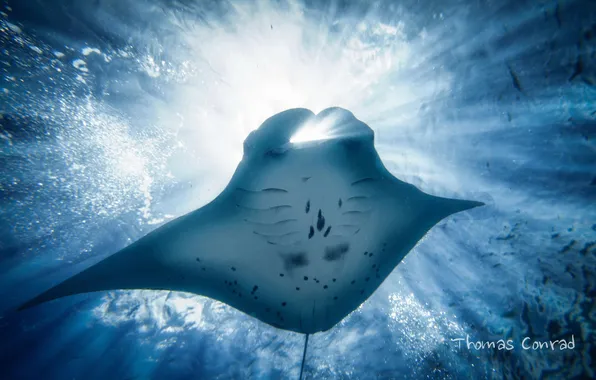 Picture sea, rays, light, the ocean, SKAT, under water