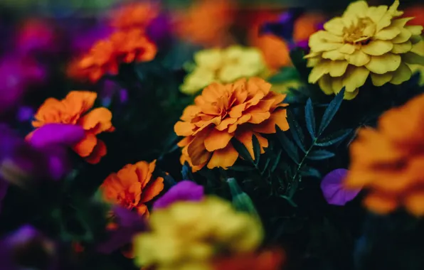 Leaves, flowers, the dark background, bright, yellow, garden, orange, flowerbed