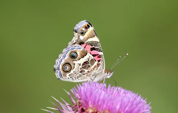 Picture flower, macro, pattern, butterfly, wings, moth