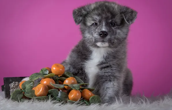 Grey, background, pink, dog, puppy, fur, fruit, sitting