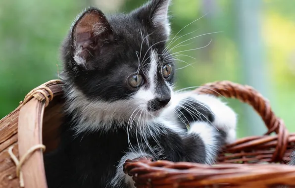 Look, kitty, basket, white-black