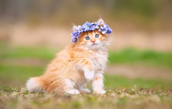 Picture flowers, fluffy, baby, kitty, wreath
