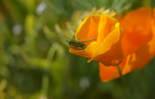 Picture greens, summer, macro, flowers, green, background, insect, grasshopper