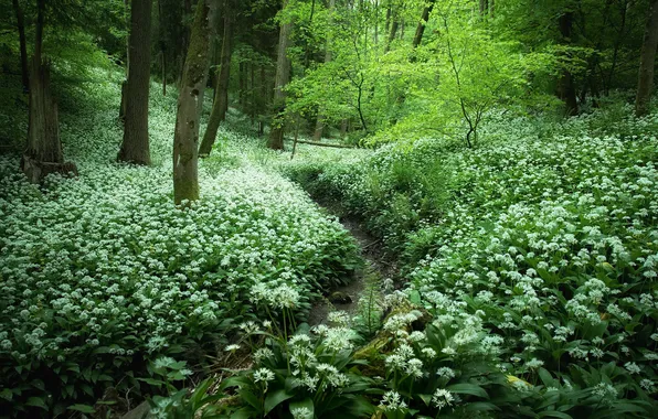 Forest, nature, spring