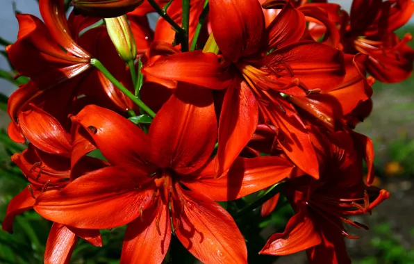 Flowers, photo, Lily