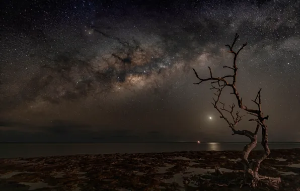 The sky, space, stars, night, branches, tree, shore, The milky way
