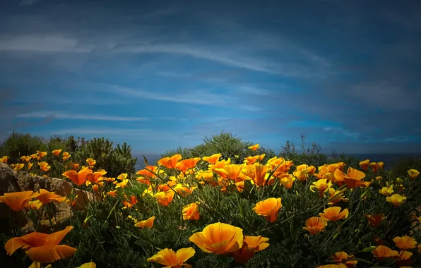 Field, summer, the sky, clouds, flowers, blue, shore, glade