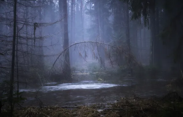 Picture forest, water, trees, nature, fog, rain