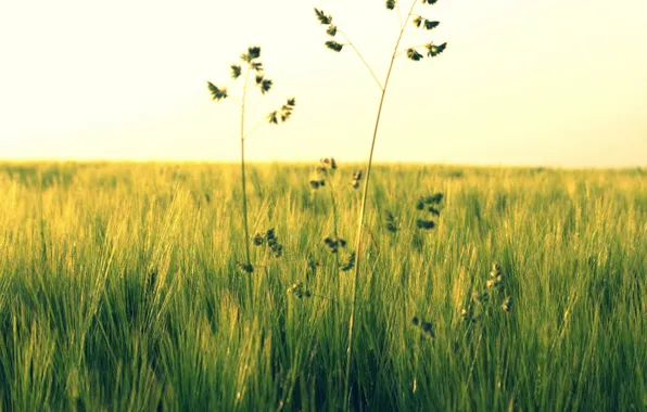 Picture greens, field, grass, flowers, nature, green, background, widescreen