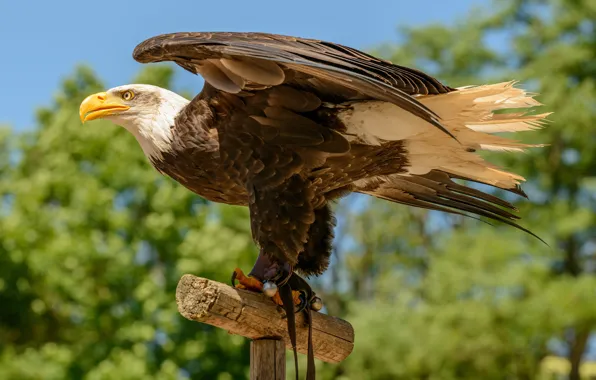 Bird, predator, bald eagle