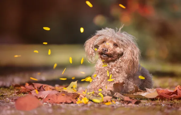 Autumn, leaves, dog, petals, bokeh, Poodle