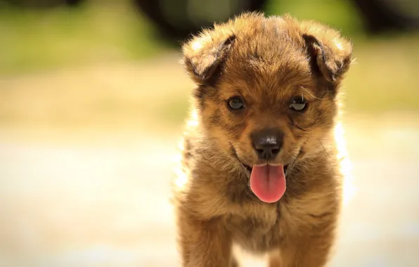 Summer, dog, puppy