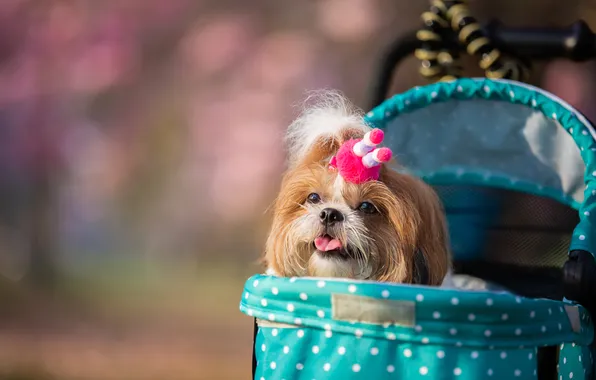 Language, look, light, dog, spring, hairstyle, stroller, puppy
