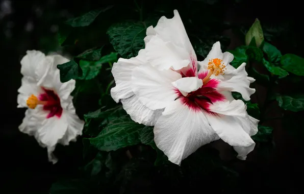 Flowers, white, hibiscus, hibiscus