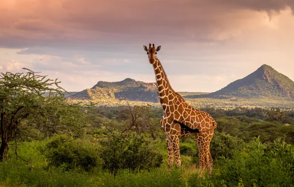 The sky, mountains, nature, giraffe